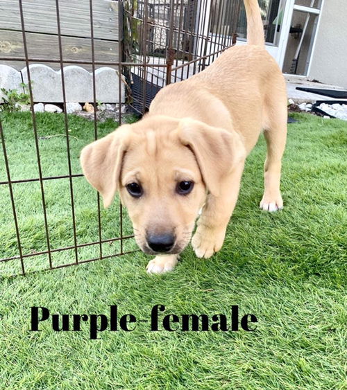 Purple Akoya Pup 0425