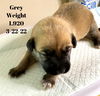 Gray Akoya Pup 0427