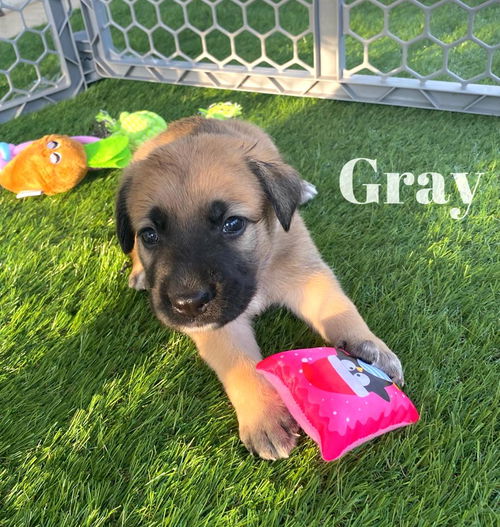 Gray Akoya Pup 0427