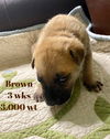 Brown Akoya Pup 0429