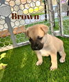 Brown Akoya Pup 0429