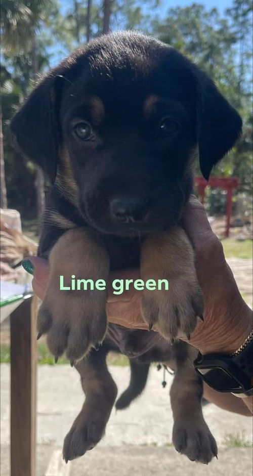 Lime Green Annabelle Pup 0407