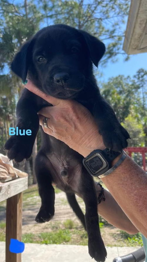 Blue Annabelle Pup 0408