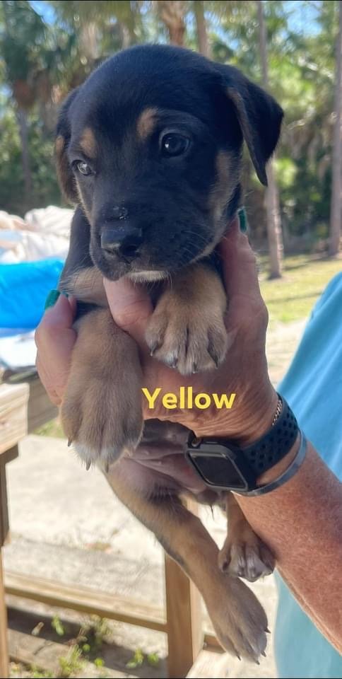 Yellow Annabelle Pup 0410