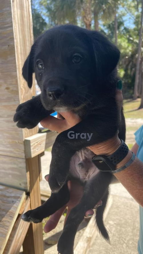 Grey Annabelle Pup 0411