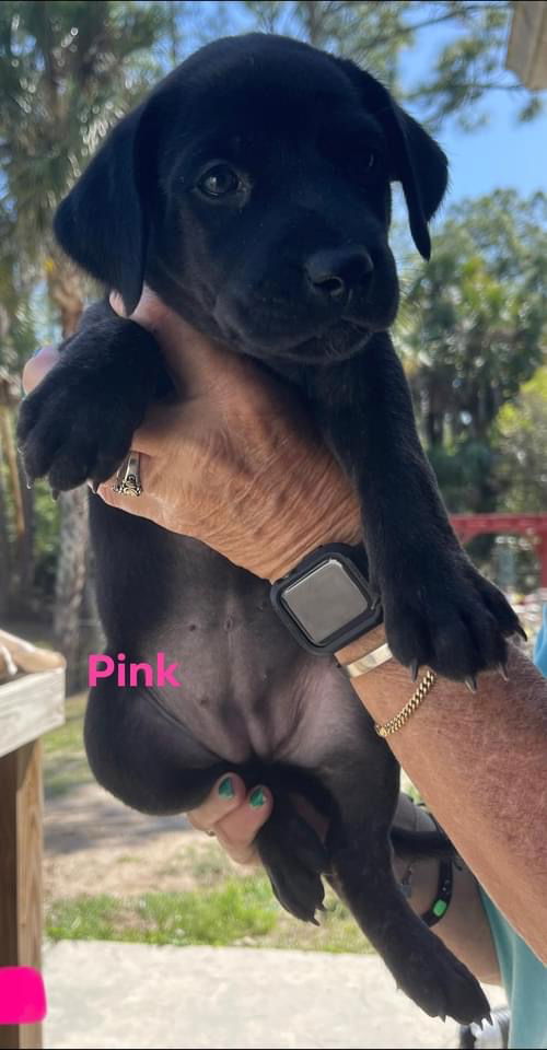 Pink Annabelle Pup 0412