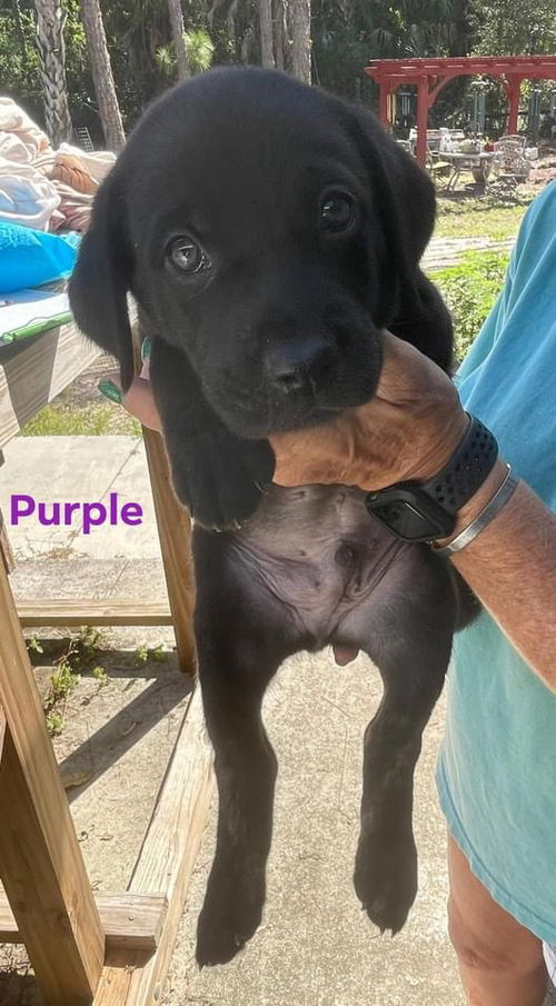 Purple Annabelle Pup 0413