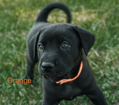 Orange Annabelle Pup 0414