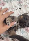 Gray Jessie Pup 0431