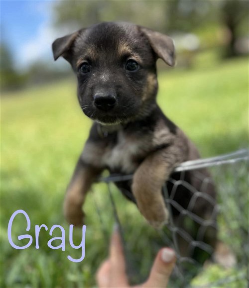 Grey Jessie Pup 0431