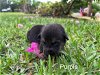 Purple Jessie Pup 0432
