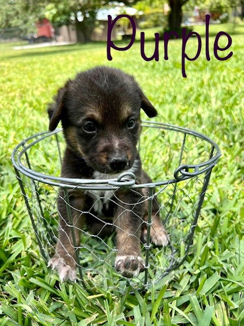 Purple Jessie Pup 0432