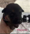Magenta Jessie Pup 0433