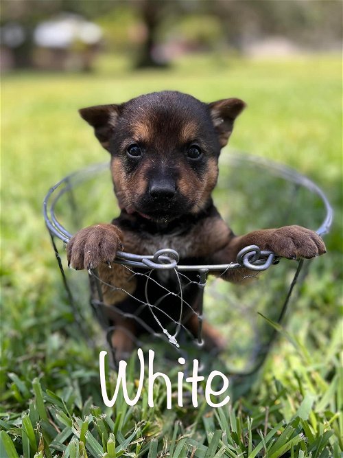 White Jessie Pup 0434
