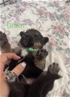 Green Jessie Pup 0436