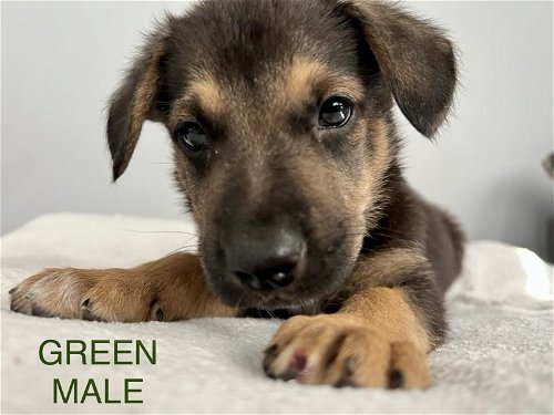 Green Jessie Pup 0436