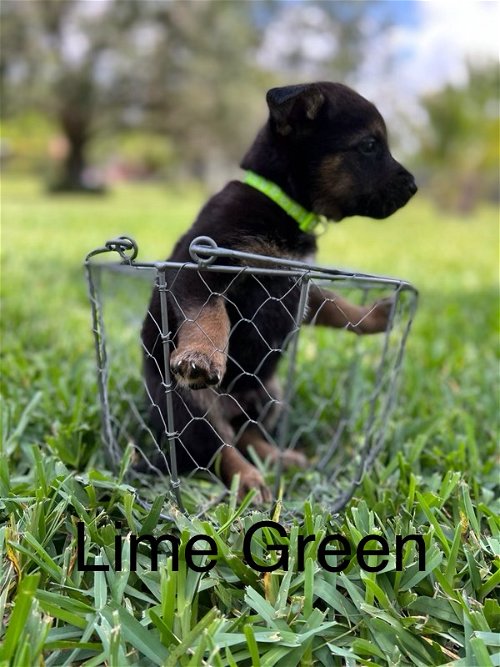 Lime Jessie Pup 0438