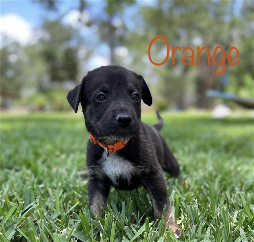 Orange Jessie Pup 0430