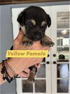 Yellow Harper Puppy 0440
