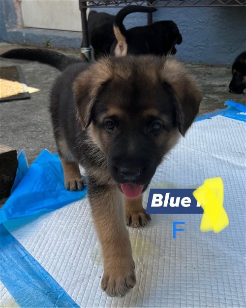 Blue Harper Puppy 0441
