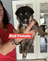 Red Harper Puppy 0444