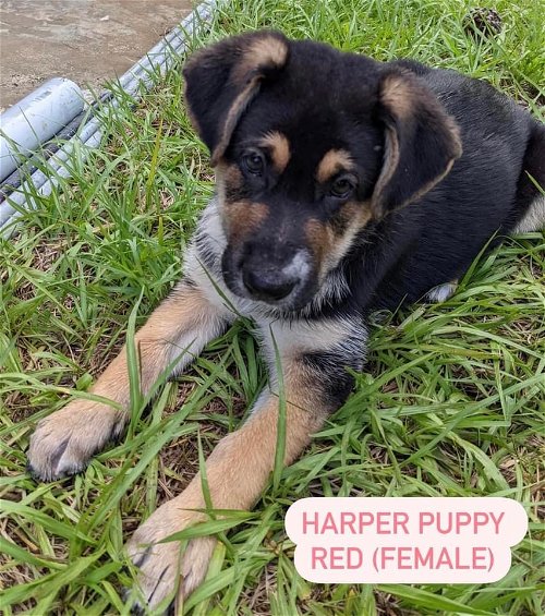 Red Harper Puppy 0444