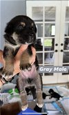 Gray Harper Puppy 0445