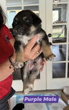 Purple Harper Puppy 0446