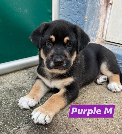 Purple Harper Puppy 0446