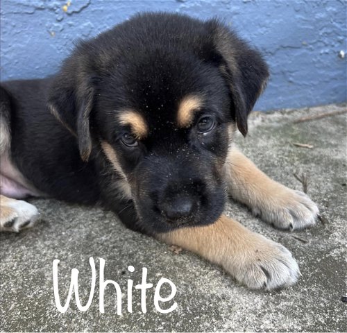 White Harper Puppy 0447