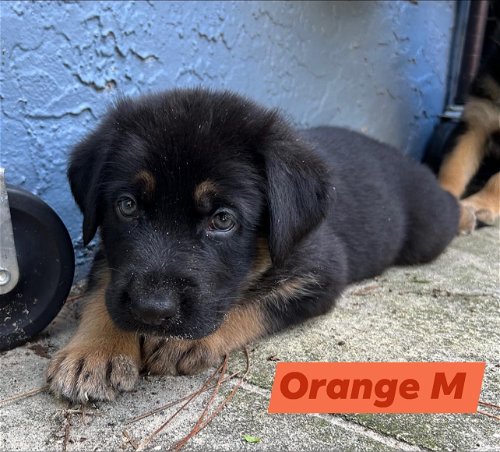 Orange Harper Puppy 0448