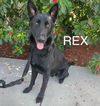 Rex 0461