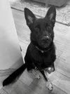 Zeke 0467