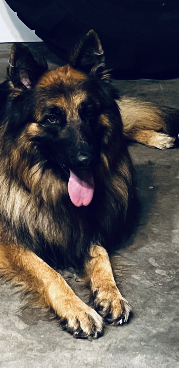 Dog for Adoption Lupo 0473, a German Shepherd Dog in Cape Coral, FL