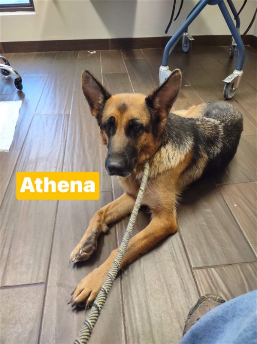 Athena 0480
