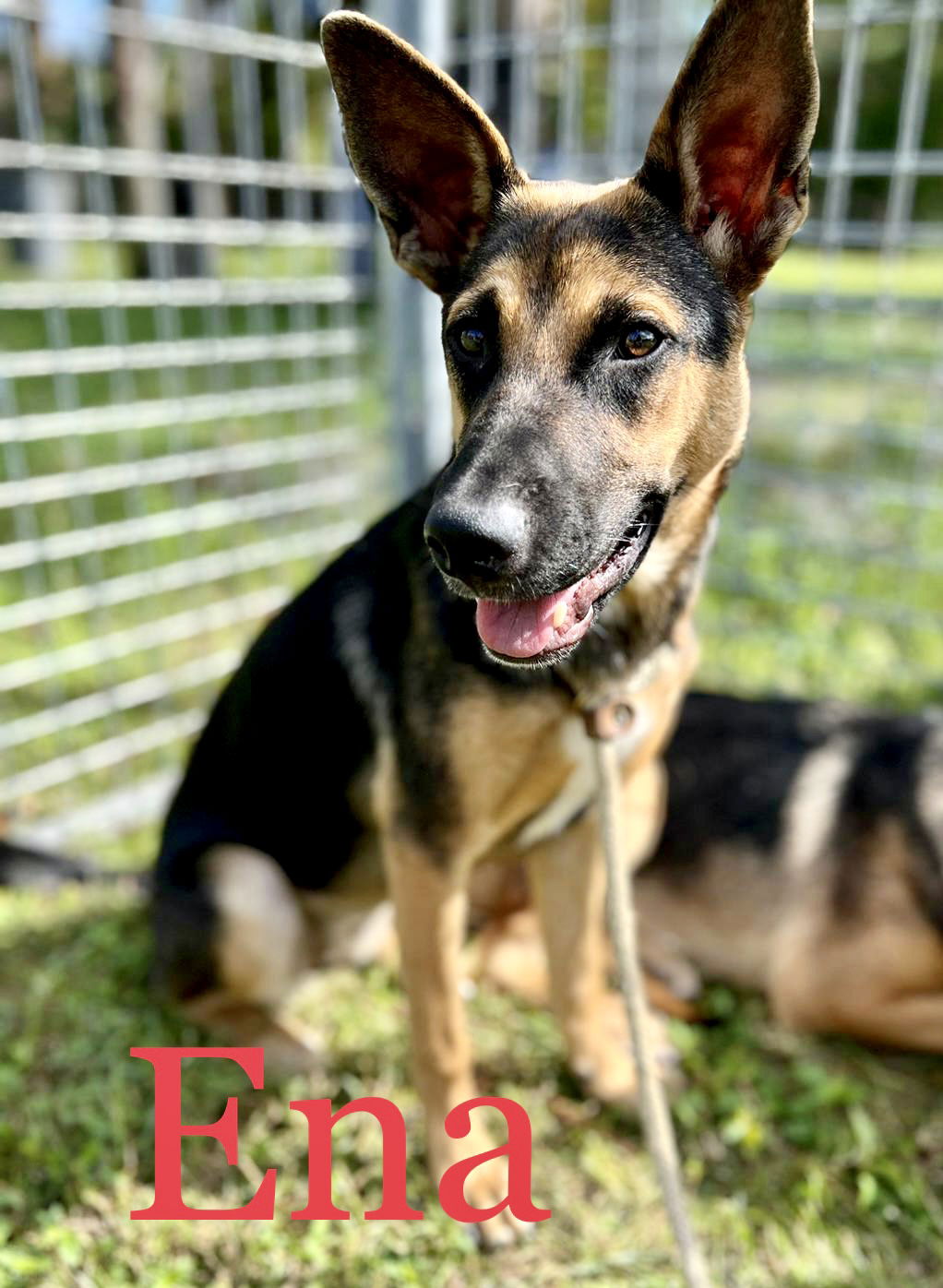 dog-for-adoption-ena-0489-a-german-shepherd-dog-in-fort-myers-fl