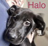 Halo 0485