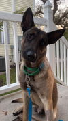 Shiloh 0515