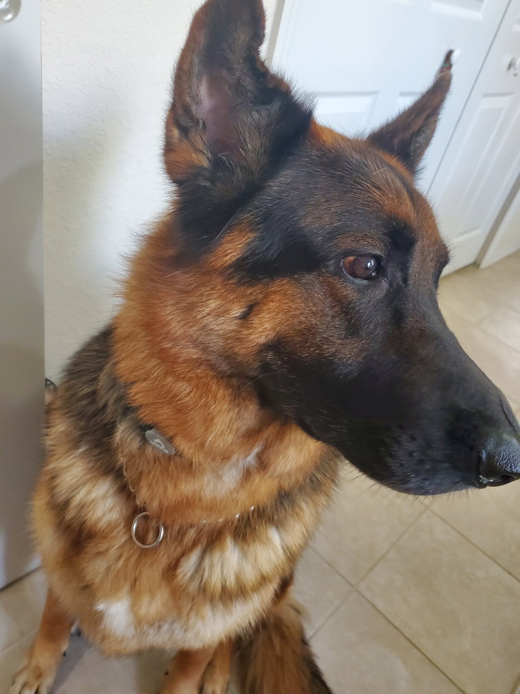 Dog for Adoption Jeremiah 0529, a German Shepherd Dog in Naples, FL