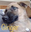 Ginger 0553