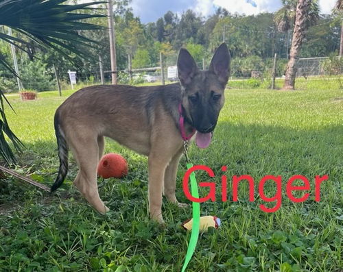 Ginger 0553