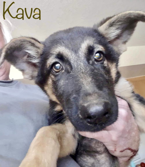 Kava 0554