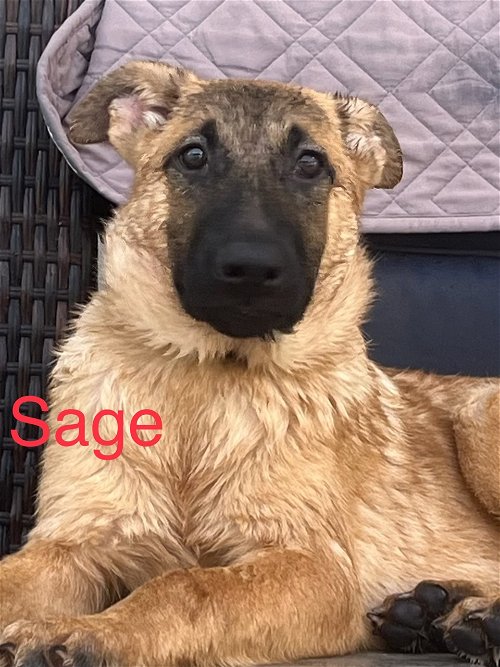 Sage 0555