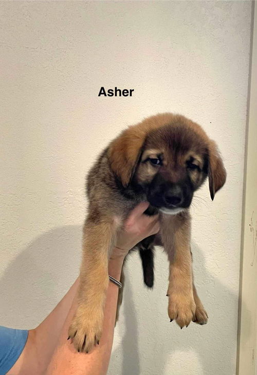 Asher 0578