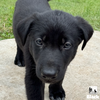 Black Koda Puppy 0594