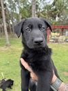 Black Koda Puppy 0594