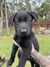 Black Koda Puppy 0594