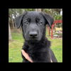 Black Koda Puppy 0594