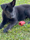 Black Koda Puppy 0594