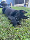 Black Koda Puppy 0594